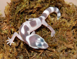 geckobabyjuly1509.jpg