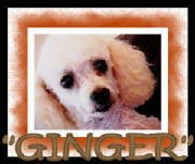 ginger2.jpg